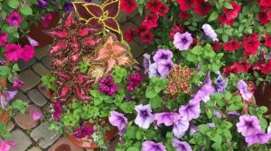 Как цветёт Дихондра!