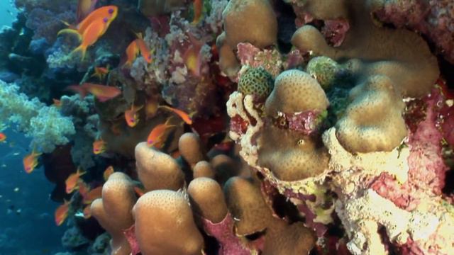 Водная жизнь - [21_26] Подводный город (1080p) смотреть онлайн