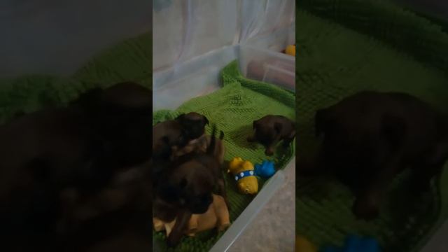 Брабансончики! смотреть онлайн