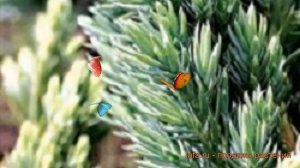 Можжевельник средний Сайбрук Голд ? обзор: как сажать, саженцы можжевельника Сайбрук Голд