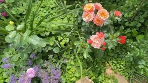 Роза Мари Кюри?????