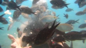 Дайвинг в Кемере (Турция) Нападение пираний