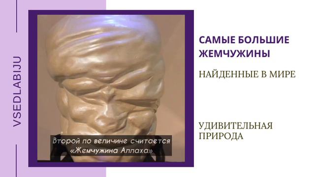 рубрика "Удивительная природа": самый большой жемчуг в мире.