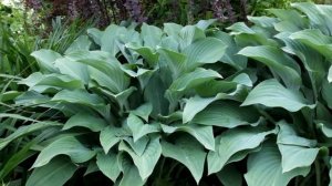 Хоста Кросса Регал (Hosta Krossa Regal)