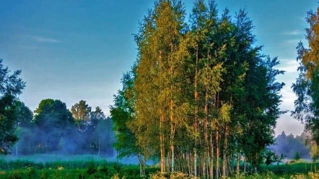 От чего так в России берёзы шумят ...