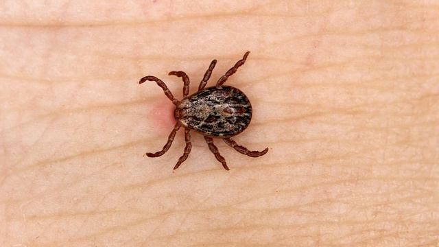 What is a parasite? Definition and Examples смотреть онлайн