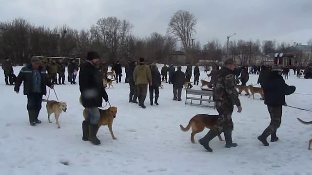 Республиканская выставка охотничьих собак в Йошкар-Оле -2016121 смотреть онлайн