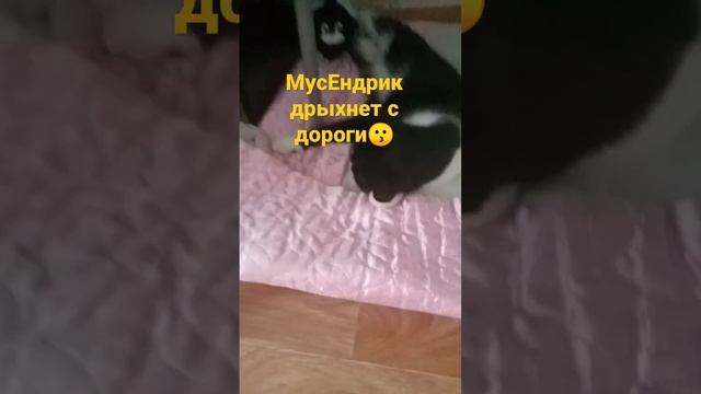 Мусендрика укачало ??