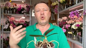 уход и стимуляция корней орхидеи детки на пеньке