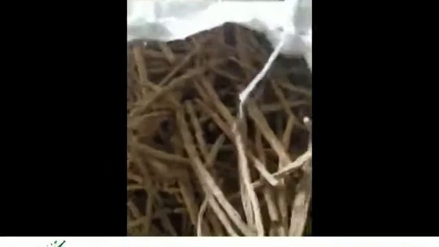 Akarkara Irani | Akarkara Asli | Anacyclus Pyrethrum | Pellitory Root | Helps to expel mucus смотреть онлайн