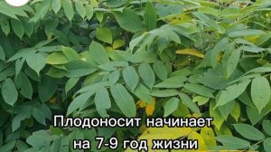 Грецкий орех "Великан"