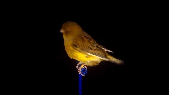 канарейка норвич. Питомник декоративных канареек "Ах, арлекино!" смотреть онлайн