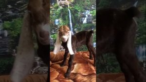 Козочки породы камори. 75% камори 25% англо-нубийской крови.  Продажа. г Ижевск.