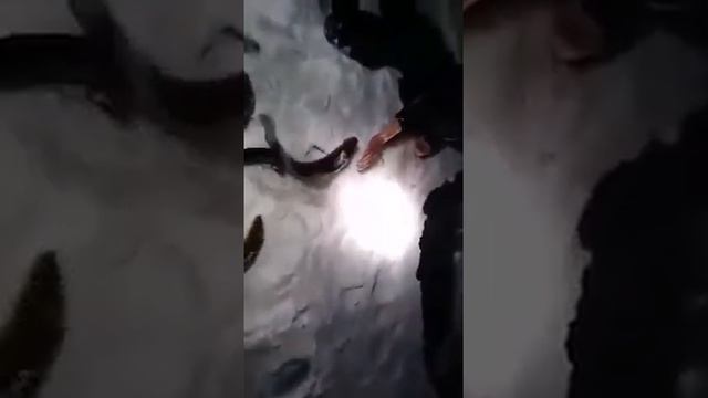 Классная рыбалка,без удочек\смотреть всем\бешеный клев смотреть онлайн