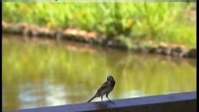 Jardín Botánico de Ciudad Habana Cuba смотреть онлайн