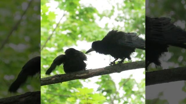 Птенец грача требует еду #Shorts - смотреть видео онлайн от «Смешные ...