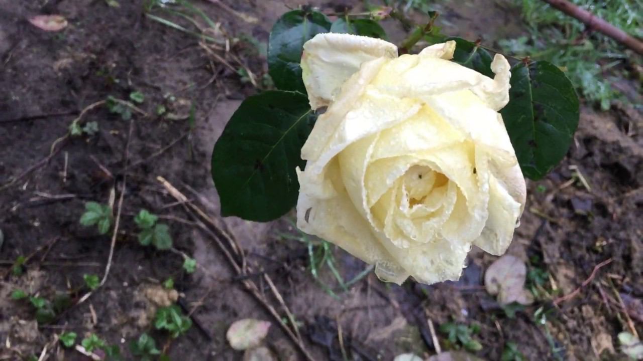 Январские сюрпризы  Кубани. смотреть онлайн