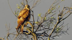 Курганник. Long-legged Buzzard. Buteo rufinus. Апшеронский национальный парк