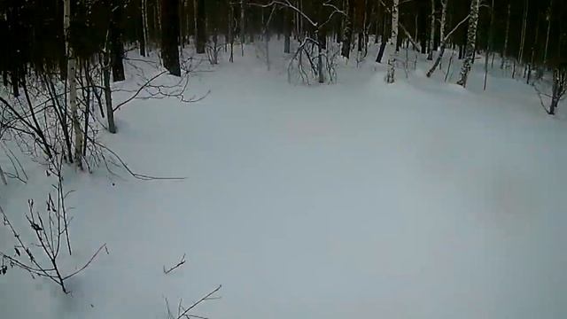 Миниснегоходы "Рыбак2М" с рыбалки по лесу