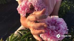 Подарок цветоводам пион. Пулков сад (2022 г)