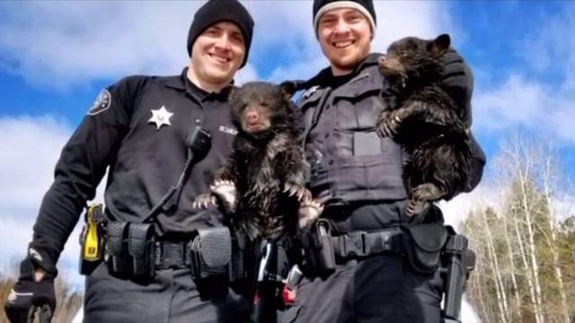 «Вы нам поможете?» Два покинутых медвежонка плакали, зовя людей на помощь смотреть онлайн