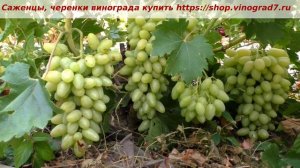 24 июля и готовится к созреванию виноград Подснежник- ягоды будут белые и просвечивающиеся, вкусные