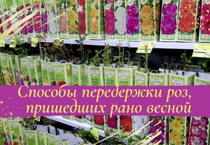 Способы передержки саженцев роз, пришедших рано весной.