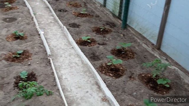 19.05.2022 Голден Кайт "Сцена в лесу" и моя голубичка 🥰 смотреть онлайн