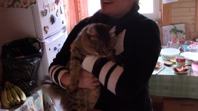 ВЛОГ: Закрытие сезона на даче, коты, подсолнухи. смотреть онлайн