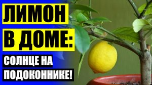 Как вырастить домашний лимон из черенка 🔥 Лимон из семечки в домашних условиях