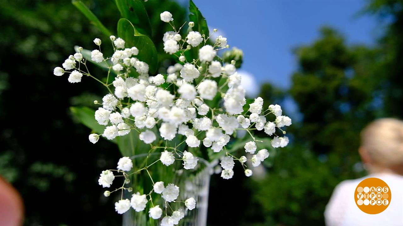 "Белый цветок" ждет гостей. Доброе утро. Суббота. Фрагмент выпуска от 20.05.2023