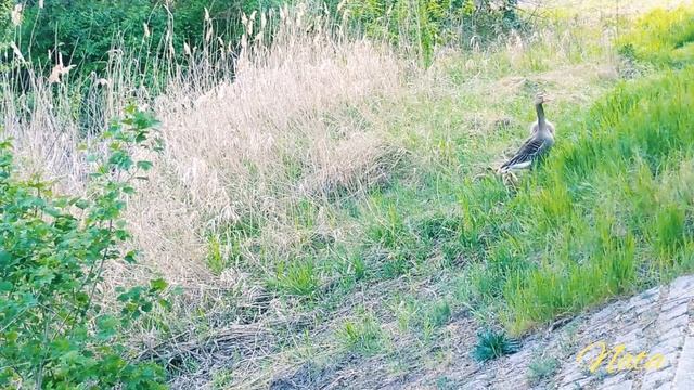 Заброшенный пруд в Германии |Дикие гуси и гусята |Релакс природы смотреть онлайн