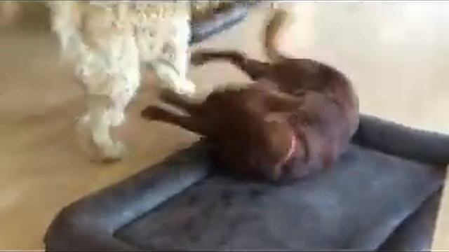 Hunde toben auf Laminat - Hundepension смотреть онлайн