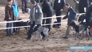 Выставка Немецкий Дратхаар