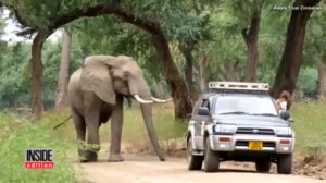 Слон вышел за помощью к людям