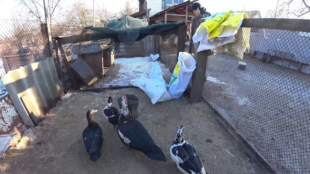 ПОКУПКА ИНДОУТОК на смену крови для чёрной семьи. Будет крупное потомство! смотреть онлайн