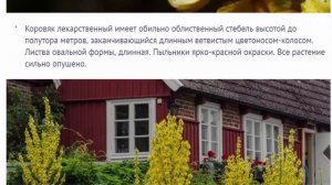 Коровяк (вербаскум). Разные виды. Лекарственное растение или украшение клумбы.