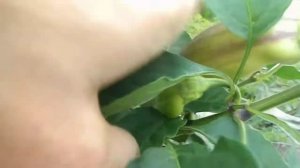 Перец сладкий Клякса.