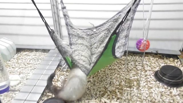 Прикольный Хорек застрял в своем гамаке))))))))Funny Ferret stuck in his hammock))))))))))) смотреть онлайн