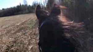Галоп на лошади в весеннем поле