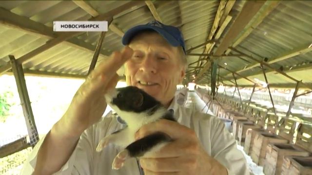 Новосибирские ученые вывели домашних норок смотреть онлайн