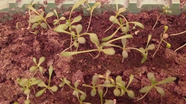 Ромашка, гелиотроп, незабудка - всходы, пикировка. 19.12.22 смотреть онлайн