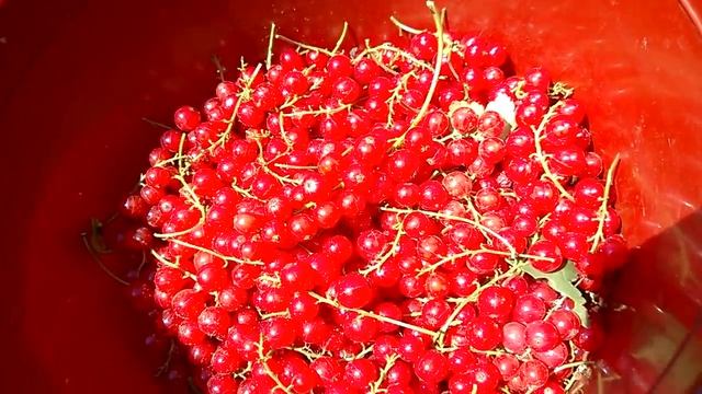 Красная смородина Ровада смотреть онлайн