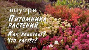 Прогулка по питомнику растений. Питомник саженцев гортензий и посадочного материала