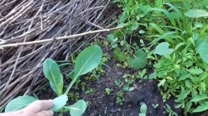 Компостная куча. Что может вырасти на компостной куче
