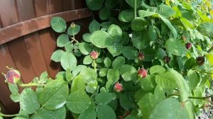 Удобрения и подкормки, которые использую для своих роз