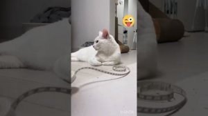 Funny animals ?hub,funny animals club youtube, ?, funny animals dancing ??, funny animals fighti