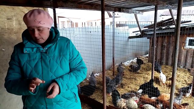 Почему мои леггорны занеслись в 4.5 месяца?