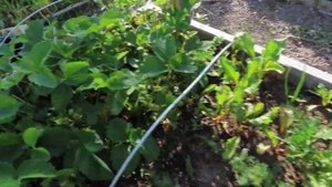 Мой мини огород, смешанные посадки, 22.6