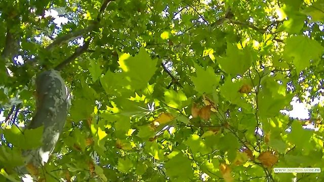 Крым. Мисхор санаторий Управления Делами Президента "Белоруссия" территория, парк, корпуса смотреть онлайн